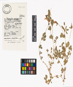 Stellaria alsine Grimm