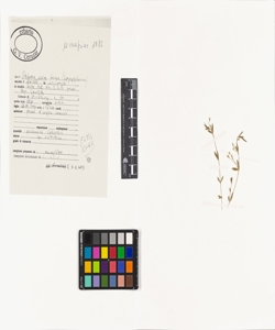 Stellaria alsine Grimm