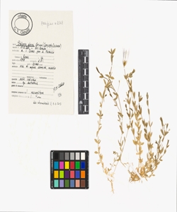 Stellaria alsine Grimm