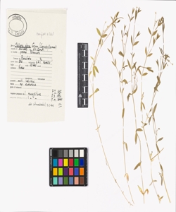 Stellaria alsine Grimm