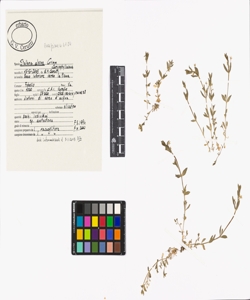 Stellaria alsine Grimm