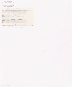 Stellaria aquatica (L.) Scop.