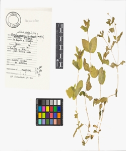 Stellaria aquatica (L.) Scop.