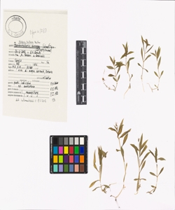 Stellaria bulbosa Wulfen