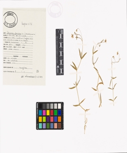 Stellaria graminea L.