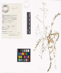 Stellaria graminea L.