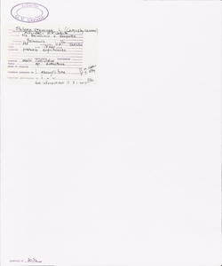 Stellaria graminea L.