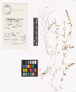 Stellaria graminea L.