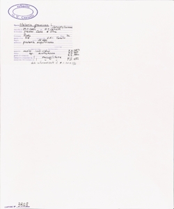 Stellaria graminea L.