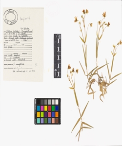 Stellaria holostea L. subsp. holostea