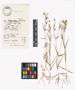 Stellaria holostea L. subsp. holostea