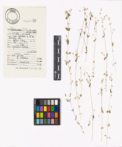 Stellaria media (L.) Vill. subsp. media