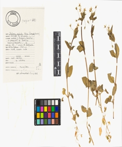 Stellaria neglecta Weihe