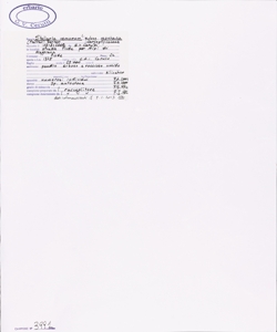 Stellaria nemorum L. subsp. montana (Pierrat) Berher