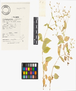 Stellaria nemorum L. subsp. nemorum