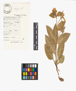 Symphytum tuberosum L. subsp. angustifolium (A. Kern.) Nyman