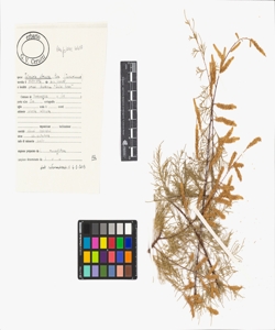 Tamarix africana Poir.