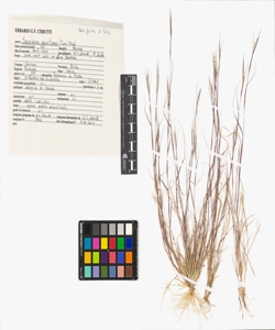 Tetragonolobus maritimus (L.) Roth