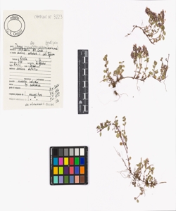 Thymus praecox Opiz subsp. polytrichus (Borb¿s) Jalas