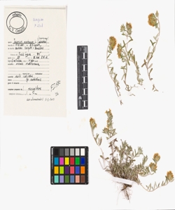 Teucrium montanum L.