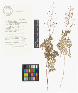 Thalictrum foetidum L. subsp. foetidum