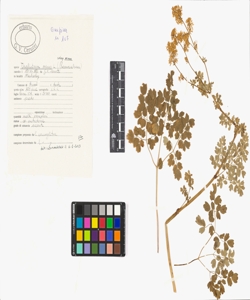 Thalictrum minus L. subsp. minus