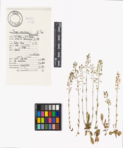 Thlaspi caerulescens J. & C. Presl