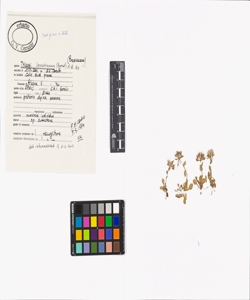 Thlaspi lereschianum (Burnat) A.W. Hill