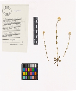 Thlaspi sylvium Gaudin