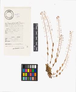 Thlaspi sylvium Gaudin