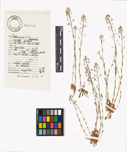 Thlaspi sylvium Gaudin