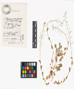 Thlaspi sylvium Gaudin