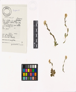 Thlaspi virens Jord.