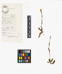 Thlaspi virens Jord.