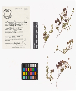Thymus praecox Opiz subsp. polytrichus (Borb¿s) Jalas