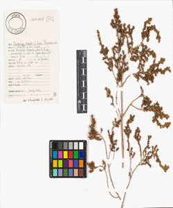 Thymelaea hirsuta (L.) Endl.