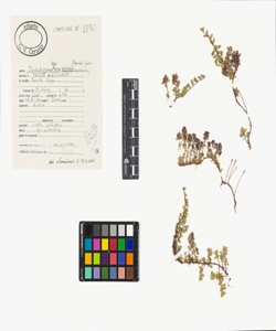 Thymus praecox Opiz subsp. polytrichus (Borb¿s) Jalas