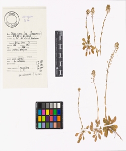 Thlaspi virens Jord.