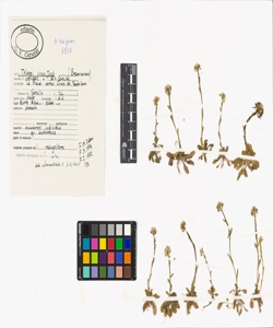 Thlaspi virens Jord.