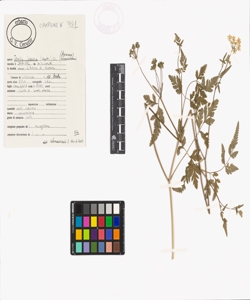 Torilis japonica (Houtt.) DC.