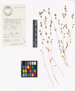 Trifolium dubium Sibth.