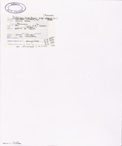 Trifolium hybridum L. subsp. elegans (Savi) Asch. & Graebn.