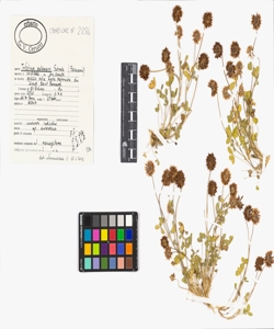 Trifolium pallescens Schreb.