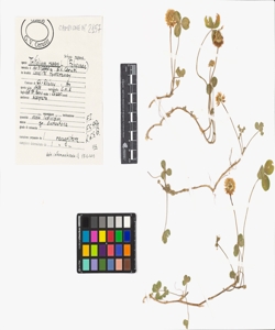 Trifolium repens L. subsp. repens