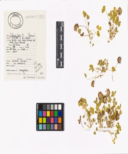 Trifolium thalii Vill.