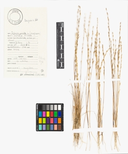 Triglochin palustre L.