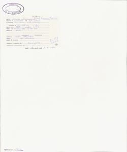 Trisetaria flavescens (L.) Baumg. subsp. flavescens