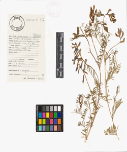 Vicia onobrychioides L.