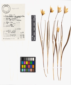 Tulipa australis Link