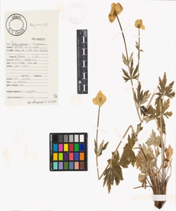 Trollius europaeus L. subsp. europaeus